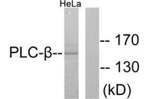 Western Blotting (WB) image for anti-phospholipase C, beta 3 (Phosphatidylinositol-Specific) (PLCB3) (AA 1071-1120) antibody (ABIN2888603) (PLCB3 antibody  (AA 1071-1120))