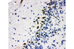 Anti-B MyB antibody, IHC(P) IHC(P): Rat Brain Tissue