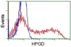 Image no. 1 for anti-Hydroxyprostaglandin Dehydrogenase 15-(NAD) (HPGD) antibody (ABIN1496364) (HPGD antibody)
