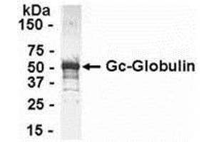 Western Blotting (WB) image for anti-Gc (AA 1-474) antibody (ABIN2467931) (Gc (AA 1-474) antibody)