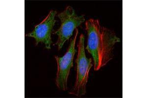 Immunofluorescence analysis of Hela cells using CLOCK mouse mAb (green).