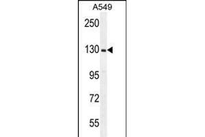 RPGR Antibody (C-term) (ABIN656160 and ABIN2845491) western blot analysis in A549 cell line lysates (35 μg/lane).