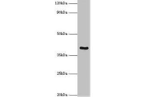 Western blot All lanes: Tumor necrosis factor receptor superfamily member 10D antibody at 2 μg/mL + Mouse liver tissue Secondary Goat polyclonal to rabbit IgG at 1/10000 dilution Predicted band size: 42 kDa Observed band size: 42 kDa (TNFRSF1D (AA 257-386) antibody)