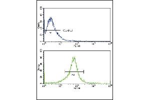 Flow cytometric analysis of MCF-7 cells using P14 Antibody (N-term) (bottom histogram) compared to a negative control (top histogram). (MMP14 antibody  (N-Term))