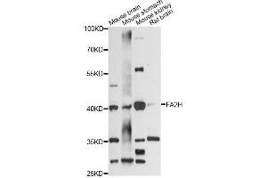 Western blot analysis of extracts of various cell lines, using FA2H antibody (ABIN6292085) at 1:3000 dilution.