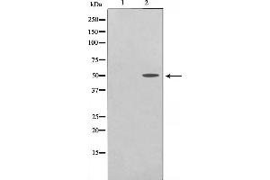 Western blot analysis on COS7 cell lysate using TRHR Antibody. (TRHR antibody)