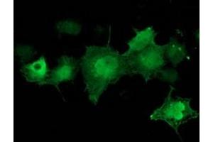 Anti-CDK2 mouse monoclonal antibody (ABIN2454524) immunofluorescent staining of COS7 cells transiently transfected by pCMV6-ENTRY CDK2 (RC200494). (CDK2 antibody)
