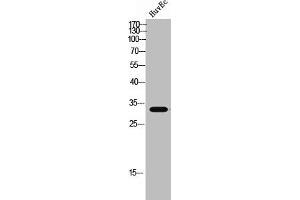 MRGPRX4 抗体  (C-Term)