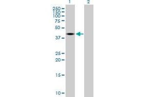 Western Blot analysis of DNMT2 expression in transfected 293T cell line by DNMT2 MaxPab polyclonal antibody. (Dnmt2 antibody  (AA 1-391))