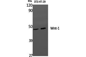 Western Blotting (WB) image for anti-Wingless-Type MMTV Integration Site Family, Member 1 (WNT1) antibody (ABIN5959985) (WNT1 antibody)