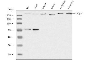 Western blot analysis of FRY using anti-FRY antibody (ABIN7599716). (FRY antibody  (AA 11-3013))