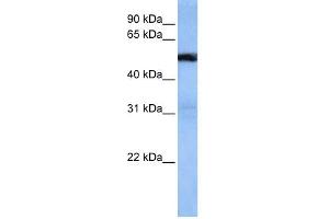 WB Suggested Anti-TRAF3IP3 Antibody Titration:  0. (TRAF3IP3 antibody  (Middle Region))