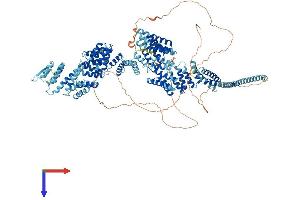 RNA Polymerase-Associated Protein CTR9 Homolog (CTR9) (AA 1-1173) protein (His tag)