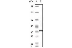 Western Blotting (WB) image for anti-Calcyclin Binding Protein (CACYBP) antibody (ABIN1105626) (CACYBP antibody)