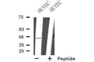Western blot analysis of extracts from HUVEC cells, using GPR151 antibody. (GPR151 antibody  (C-Term))