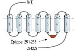 Representative domain view of the target of ABIN7043615. (Serotonin Receptor 1A antibody  (3rd Intracellular Loop))
