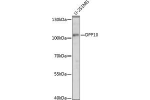 Western blot analysis of extracts of U-251MG cells, using DPP10 antibody (ABIN7266786) at 1:1000 dilution. (DPP10 antibody  (AA 400-500))