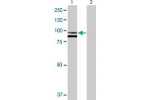 Western Blot analysis of SPG7 expression in transfected 293T cell line by SPG7 MaxPab polyclonal antibody.