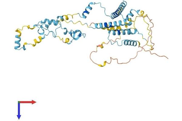 ZC3H15 Protein (AA 1-426) (His tag)