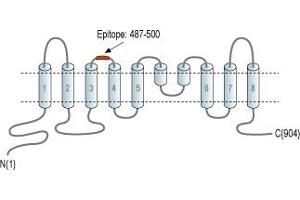 Representative domain view of the target of ABIN7042931.