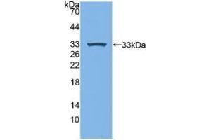 Detection of Recombinant MPG1, Human using Polyclonal Antibody to Macrophage Expressed Gene 1 Protein (MPG1) (MPEG1 antibody  (AA 313-580))