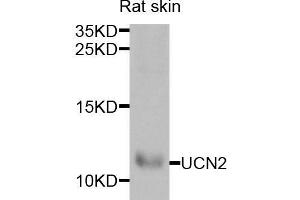Western blot analysis of extracts of rat skin, using UCN2 antibody (ABIN5973879) at 1/1000 dilution.