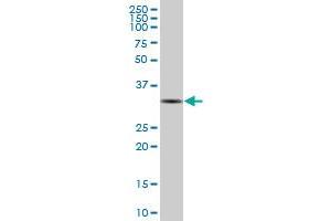 SNRPA MaxPab polyclonal antibody. (SNRPA1 antibody  (AA 1-282))