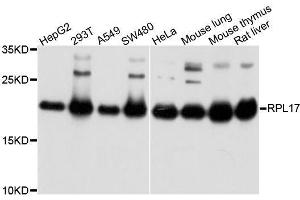 RPL17 antibody  (AA 1-184)