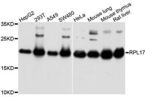 Western blot analysis of extracts of various cell lines, using RPL17 antibody.