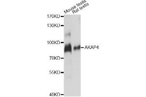 Western blot analysis of extracts of various cell lines, using AKAP4 antibody. (AKAP4 antibody)