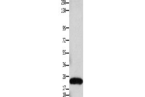 Western Blotting (WB) image for anti-Claudin 3 (CLDN3) antibody (ABIN2425946) (Claudin 3 antibody)