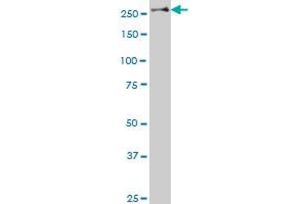 Stabilin 1 antibody  (AA 1804-1902)