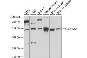 SLC46A2 anticorps  (AA 1-110)