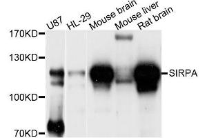 Western blot analysis of extracts of various cell lines, using SIRPA antibody (ABIN5996792) at 1/1000 dilution. (SIRPA antibody)