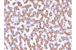 Formalin-fixed, paraffin-embedded human Liver stained with Prohibitin Mouse Monoclonal Antibody (PHB/3230). (Prohibitin antibody  (AA 167-261))
