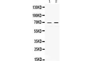 Observed bind size: 69KD (c-Rel antibody  (Middle Region))
