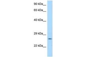 Image no. 1 for anti-14-3-3 gamma (YWHAG1) (AA 40-89) antibody (ABIN6748019) (14-3-3 gamma antibody  (AA 40-89))
