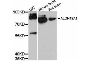 Western blot analysis of extracts of various cell lines, using ALDH18A1 antibody (ABIN5997222) at 1:3000 dilution. (P5CS antibody)