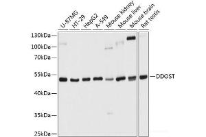 Western blot analysis of extracts of various cell lines using DDOST Polyclonal Antibody at dilution of 1:1000. (DDOST antibody)