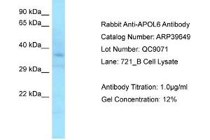 Western Blotting (WB) image for anti-Apolipoprotein L, 6 (APOL6) (C-Term) antibody (ABIN2778364) (APOL6 antibody  (C-Term))