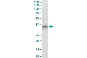 DND1 monoclonal antibody (M07), clone 2G11. (DND1 antibody  (AA 167-260))