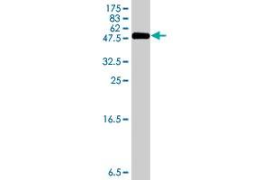 Western Blot detection against Immunogen (35. (Acsl3 antibody  (AA 203-288))