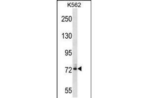 Western blot analysis in K562 cell line lysates (35ug/lane). (DNAI1 antibody  (N-Term))