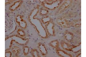 IHC image of ABIN7127320 diluted at 1:100 and staining in paraffin-embedded human kidney tissue performed on a Leica BondTM system. (Recombinant Caspase 3 antibody)
