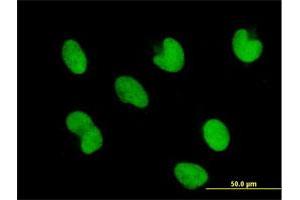 Immunofluorescence of purified MaxPab antibody to ZNF165 on HepG2 cell. (ZNF165 antibody  (AA 1-485))