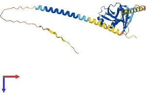 AlphaFold protein structure predicition of Mouse Recombinant Klra8 Protein, UniprotID Q60682 (KLRA8 Protein (AA 1-266) (His tag))