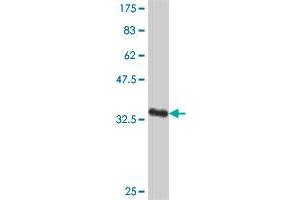 Western Blot detection against Immunogen (37 KDa) . (DEAF1 antibody  (AA 466-564))