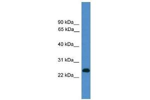 CD27 antibody used at 0.