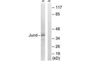Western Blotting (WB) image for anti-Jun D Proto-Oncogene (JUND) (AA 222-271) antibody (ABIN2889019) (JunD antibody  (AA 222-271))