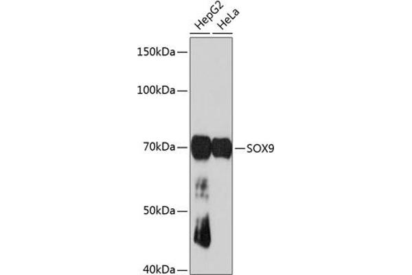 SOX9 antibody